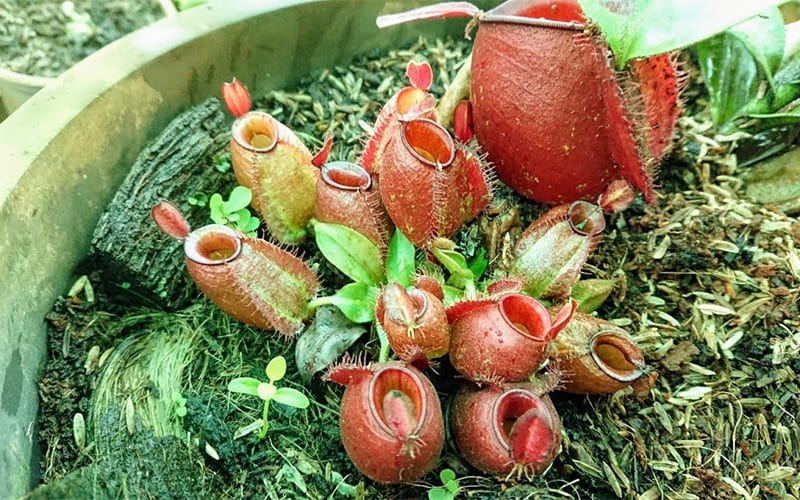 Những Loài Cây Ăn Thịt Độc Đáo Bạn Có Thể Chưa Biết