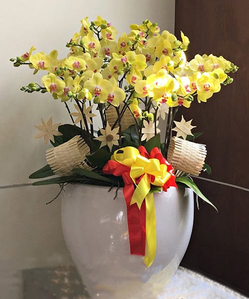 hoa ho diep 15 canh   hd43