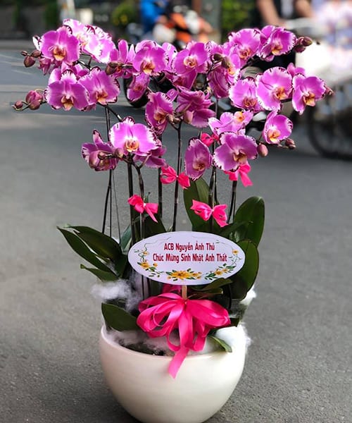 chau lan ho diep 9 canh mau hong   hd14