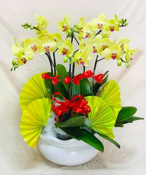 hoa ho diep 6 canh   hd53