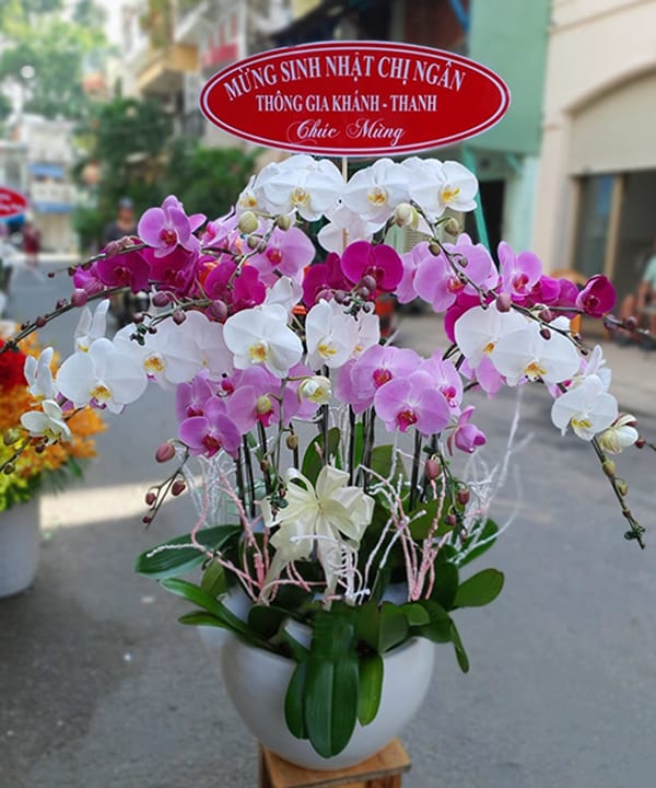 lan ho diep gia re 15 canh   hd142