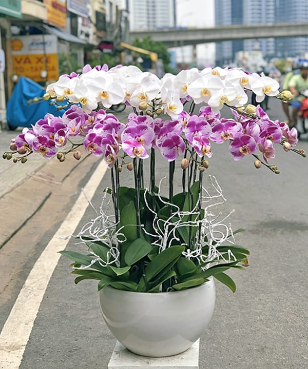 lan ho diep 15 canh   hd501