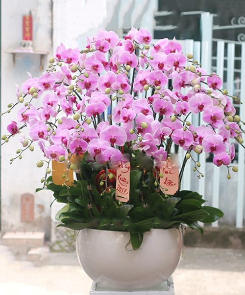 lan ho diep 25 canh   hd30