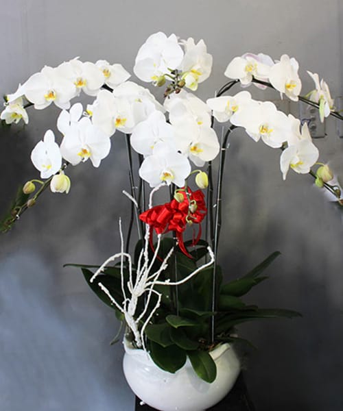 lan ho diep 6 canh   hd97