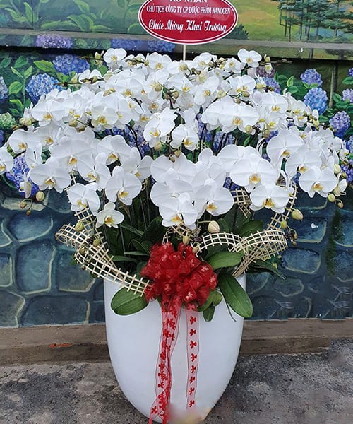hoa lan ho diep 25 canh   hd102