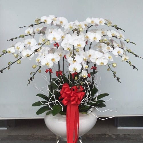 hoa lan ho diep 15 canh   hd118
