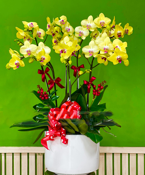 6 canh hoa lan vang   hd421