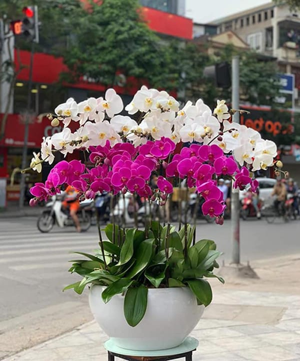 mau lan ho diep dep 15 canh   hd129