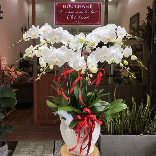 chau ho diep 10 canh  hd310