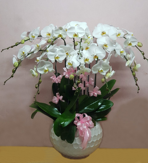 chau ho diep 9 canh   hd269