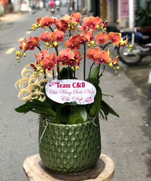 chau hoa ho diep 10 canh    hd170