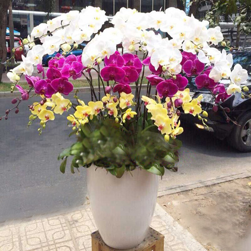 chau hoa lan ho diep dep 20 canh   hd365