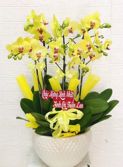chau lan ho diep 6 canh   hd213
