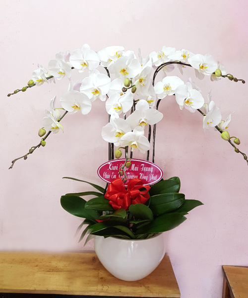 chau lan ho diep 6 canh    hd215