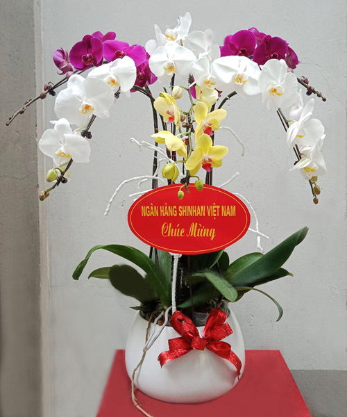 chau lan ho diep 6 canh   hd220