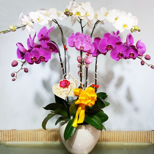 chau lan ho diep 6 canh   hd224