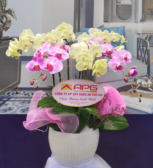 chau lan ho diep 6 canh    hd226