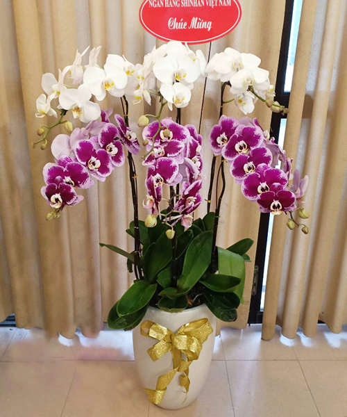 chau lan ho diep 6 canh   hd321