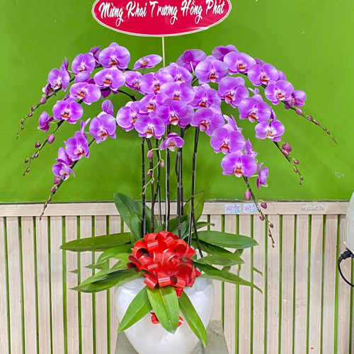 chau lan ho diep 7 canh    hd329