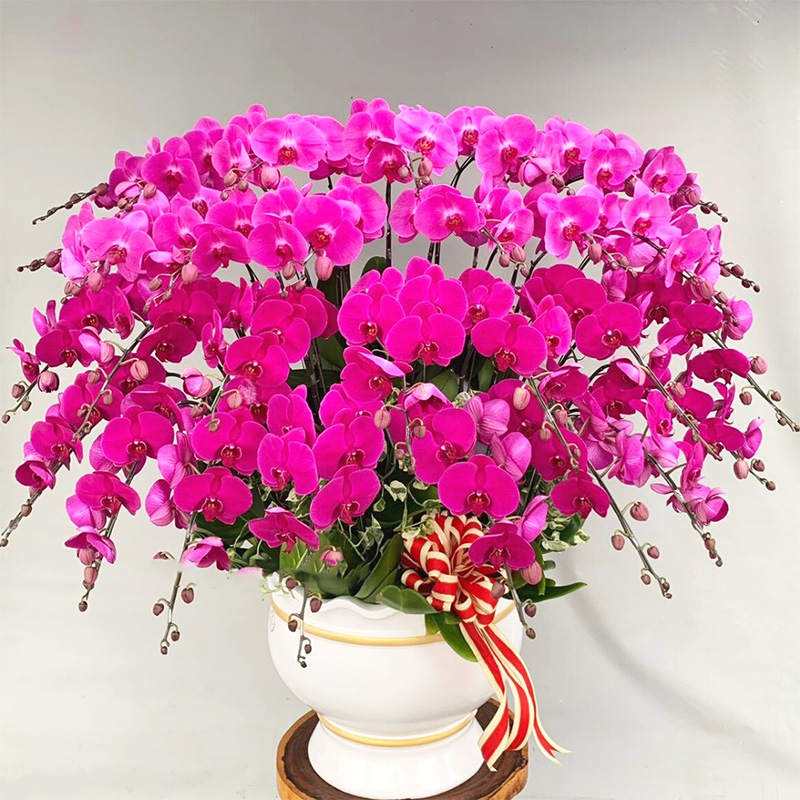 chau lan ho diep   hd235