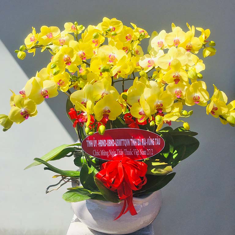chau lan vang sang trong   hd438