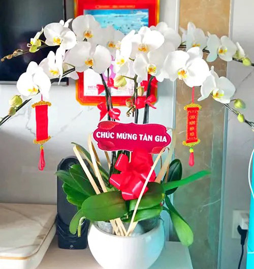 chau lan ho diep 5 canh trang   hd207