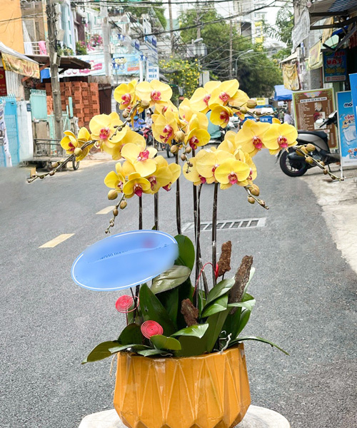 chau lan ho diep vang 7 canh   hd408