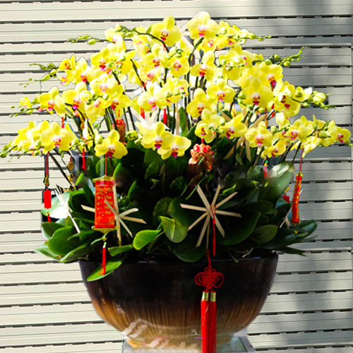 chau lan ho diep vang 70 canh   hd419