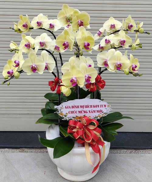 chau lan ho diep vang   hd605