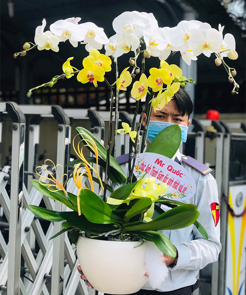 chau lan ho diep trang va vang   hd436