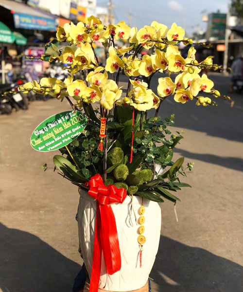 chau lan vang  20 canh   hd420