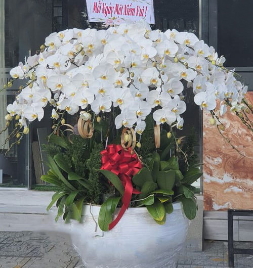 ho diep 30 canh   hd117