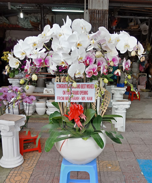 ho diep 8 canh   hd331