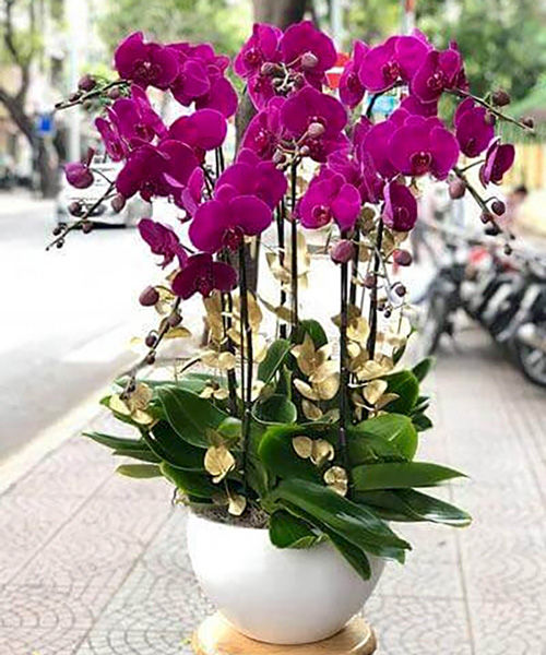 ho diep 8 canh   hd256
