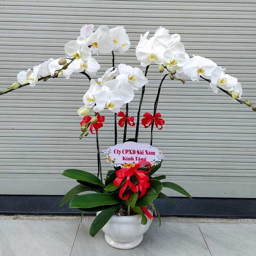 ho diep trang   hd612