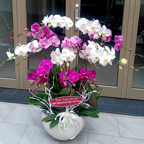 ho diep trang tim   hd641