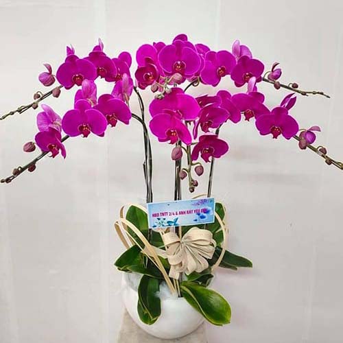ho diep vang 6 canh   hd34