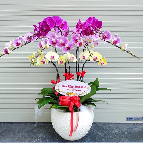 hoa lan ho diep   hd604