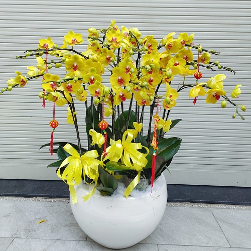 hoa lan ho diep mau vang   hd620