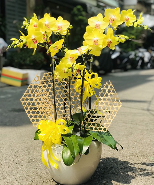 hoa lan ho diep mau vang   hd644
