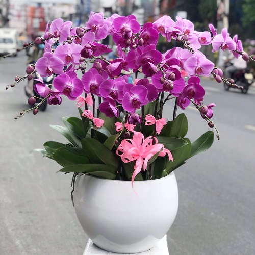 hoa lan ho diep tim   hd659