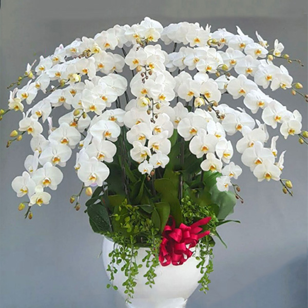 hoa lan ho diep trang   hd111