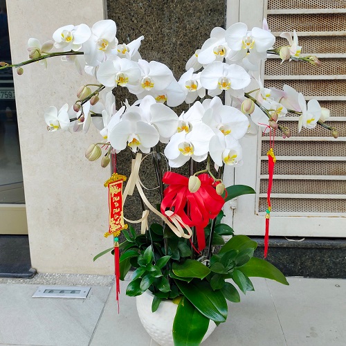 hoa lan ho diep trang   hd613