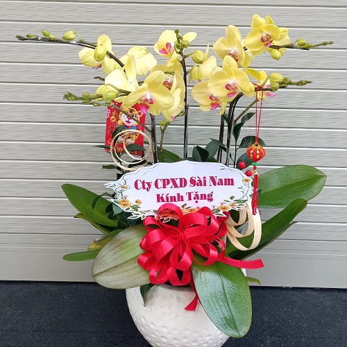 hoa lan ho diep vang   hd616