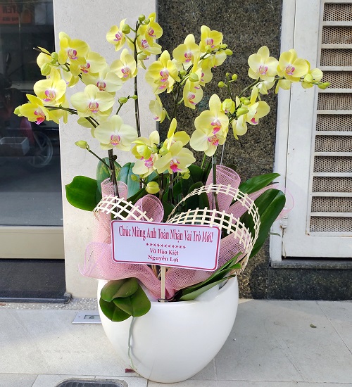 hoa lan ho diep vang   hd637