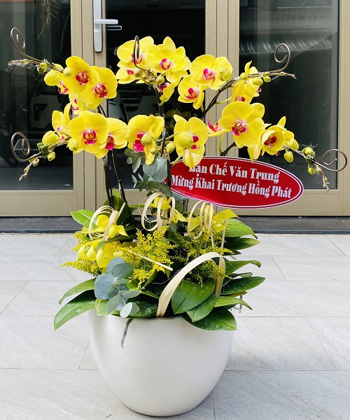 hoa lan ho diep vang   hd667