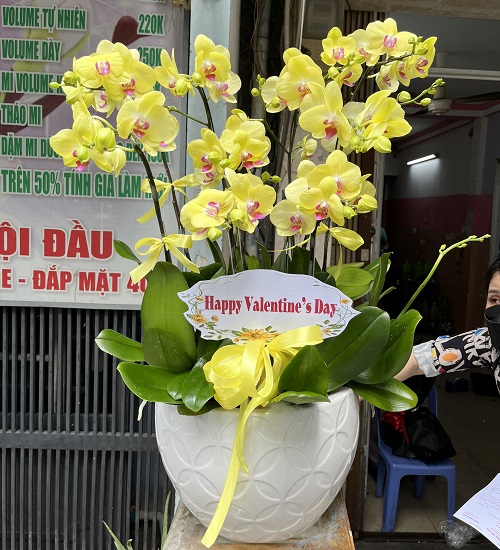 hoa lan vang dep   hd624
