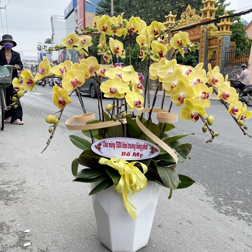 hoa lan vang dep   hd647