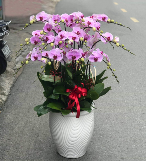 lan ho diep 15 canh   hd287