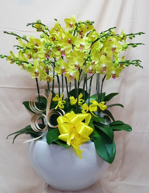 lan ho diep 15 canh vang   hd289